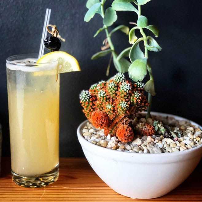 Cocktail posed with a succulent
